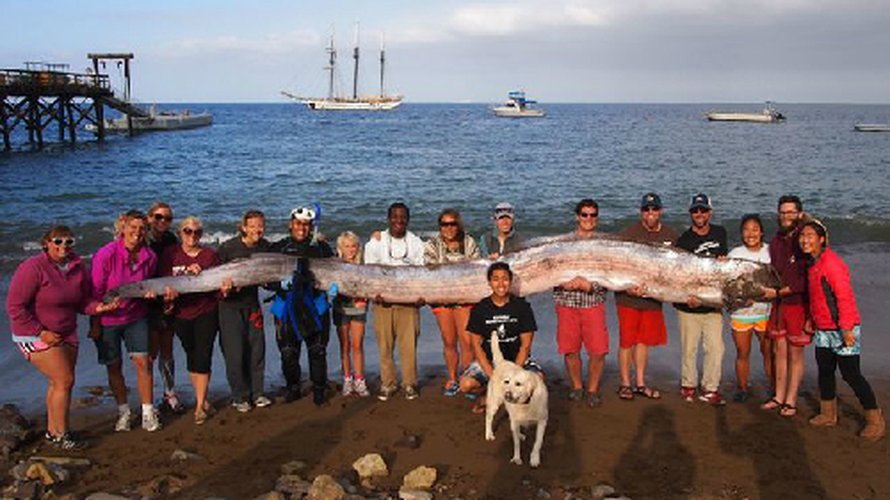 Cá mái chèo không gây nguy hiểm cho con người và chỉ ăn các sinh vật phù du nhỏ bé.