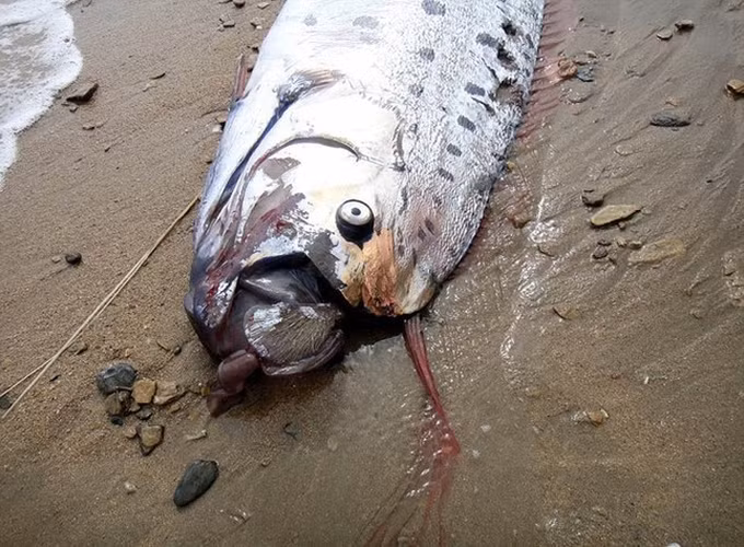 Trong văn hóa dân gian, cá mái chèo được mệnh danh là "thủy quái" có khả năng dự báo động đất. Mặc dù không có bằng chứng khoa học cụ thể, nhưng có những báo cáo ghi nhận rằng việc cá mái chèo dạt vào bờ có thể liên quan đến việc xảy ra các trận động đất lớn.