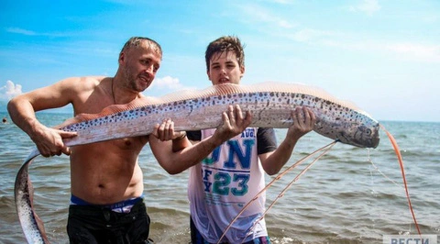 Thịt của cá mái chèo được mô tả là nhão và dính.