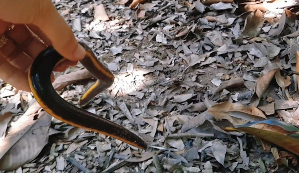 Một người dân ở tỉnh Vĩnh Long phát hiện một sinh vật nửa ếch - rắn - giun trong khu vườn của mình.