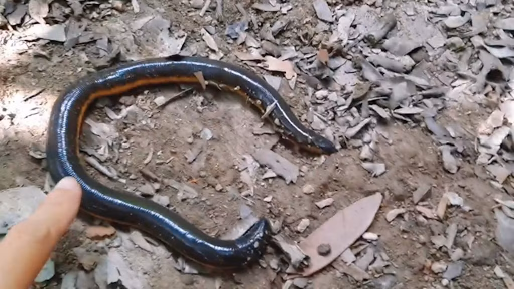 Sinh vật "chẳng giống ai" này là loài ếch giun, có đặc tính hiền và di chuyển chậm, sống dưới lớp lá cây mục.