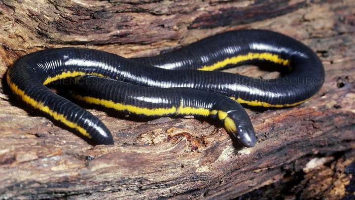 Tuy nhiên, đây thực sự là một loài ếch giun, một loài vật kỳ lạ thuộc họ lưỡng cư phân bố ở nhiều vùng rừng núi của Việt Nam.