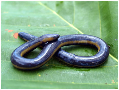 Trên thế giới có khoảng 50 loài ếch giun, trong đó có khoảng gần 10 loài ở Việt Nam, nhưng số lượng cá thể rất ít.