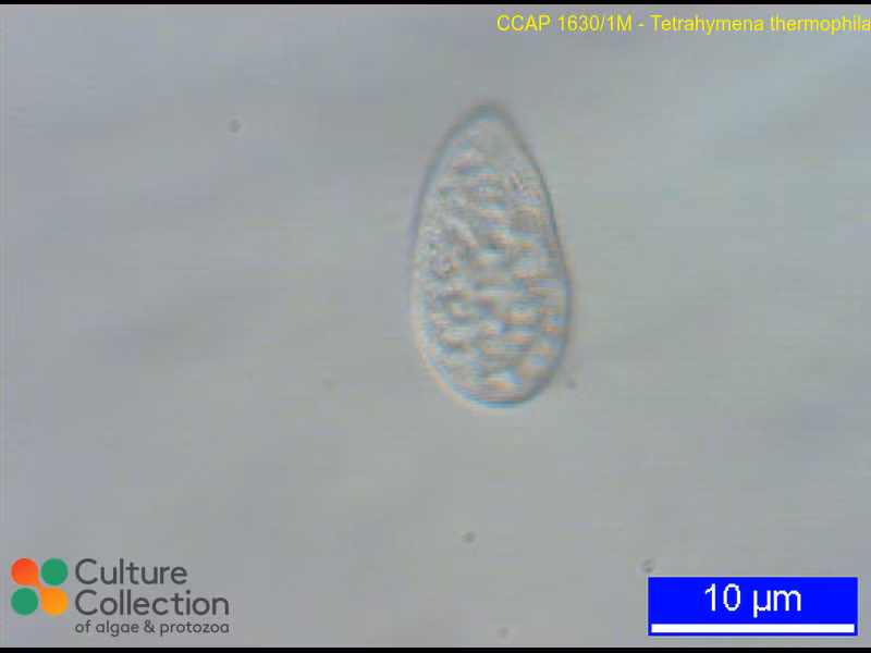 Các tế bào T. thermophila có mô hình giao phối riêng trên vỏ tế bào và thường kết đôi để tăng cơ hội sinh sản.