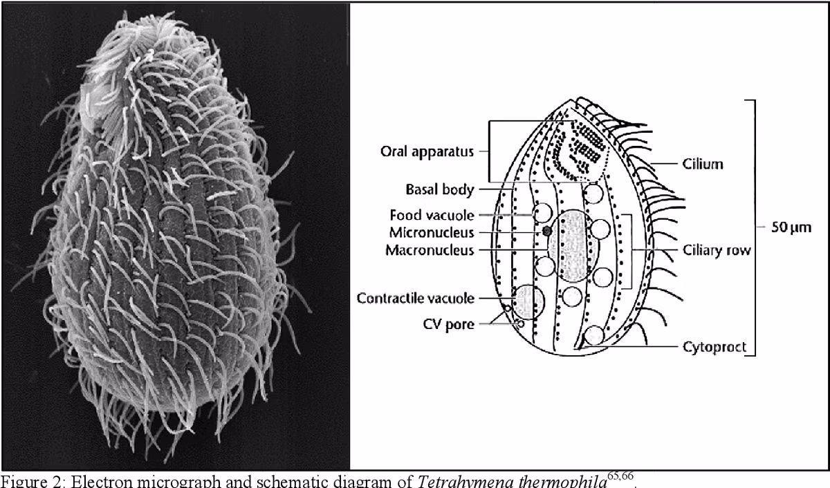Khi giao phối xảy ra, quy trình ghép đôi của các gene giới tính quyết định giới tính của thế hệ sau.