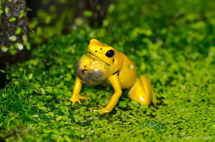 3. Ếch phi tiêu độc vàng: Mặc dù trông không đáng sợ, loài ếch này có nọc độc đủ mạnh để giết chết nhiều người lớn.