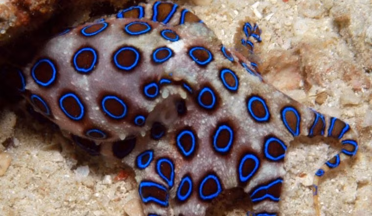 2. Bạch tuộc vòng xanh: Loài động vật này có khả năng phun nọc độc vào con người khi cảm thấy đe dọa, với độc tố đủ mạnh để giết chết nhanh chóng.