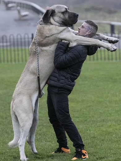  Con chó hơn 100 kg: Con chó có tên Abu tại Anh nặng đến 114 kg, tương đương trọng lượng một chú voi nhỏ. Khi lên hai tuổi, Malakli ăn 3kg thịt mỗi ngày, bao gồm một con gà nguyên con, ba con cá thu, hai quả trứng và thức ăn sống cho chó. 