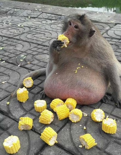 Godzilla cũng sớm bị so sánh với Uncle Fatty, con khỉ nặng 27kg. Uncle Fatty từng sống gần một khu chợ nổi thu hút khách du lịch tại Bangkok. Con khỉ già rất nổi tiếng với người dân địa phương cũng như khách du lịch.