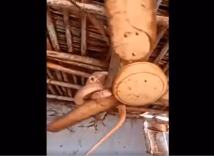 Cách đây không lâu, một đoạn clip đáng sợ xuất hiện trên Instagram, cho thấy một con rắn hổ mang chúa đang cuộn mình trên một chiếc quạt trần. Chuyển động không ngừng của chiếc quạt tạo ra mối nguy hiểm, vì con quái thú có thể rơi xuống bất cứ lúc nào.