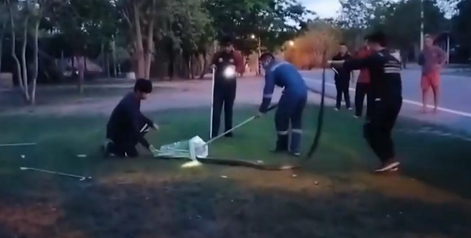 Sau 3 giờ đồng hồ, con rắn hổ mang đã được kéo ra thành công và đưa về cơ sở cứu hộ trước khi thả về tự nhiên.