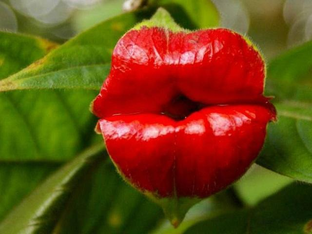 8. Hooker's Lips (Psychotria Elata): Có hình dáng giống đôi môi đỏ gợi cảm, sống ở vùng Trung và Nam Phi.