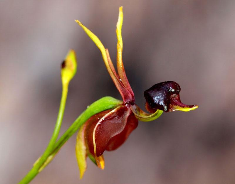 2. Hoa Cleana Major (Hoa vịt): Có hình dáng giống con vịt tím, được tìm thấy ở Úc.