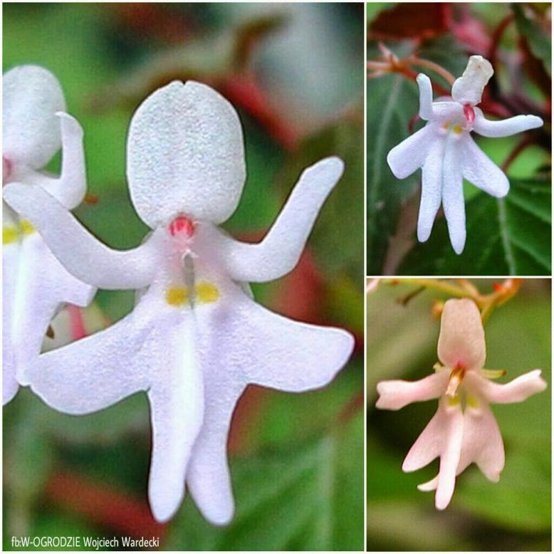 7. Hoa Impatiens Bequaertii: Có hình dáng giống những cô gái múa ba lê, sống ở Đông Phi.