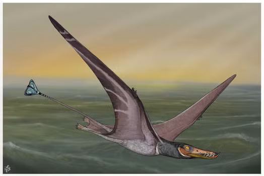 Loài này hoạt động chủ yếu ở vùng biển nông trên các hòn đảo, săn mồi chủ yếu là các loài cá và động vật thân mềm nhỏ.