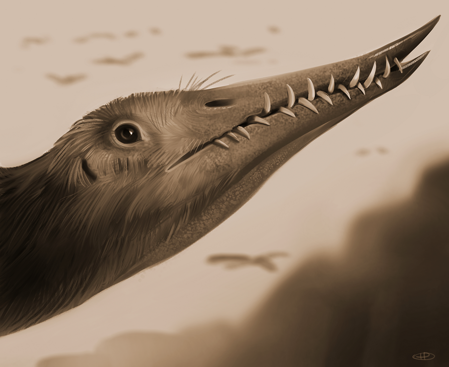 Điều này cho thấy Rhamphorhynchus đã cố gắng săn mực nhưng cuộc tấn công đã thất bại, và chiếc răng của nó đã bị kẹt vào lớp vỏ của mực.