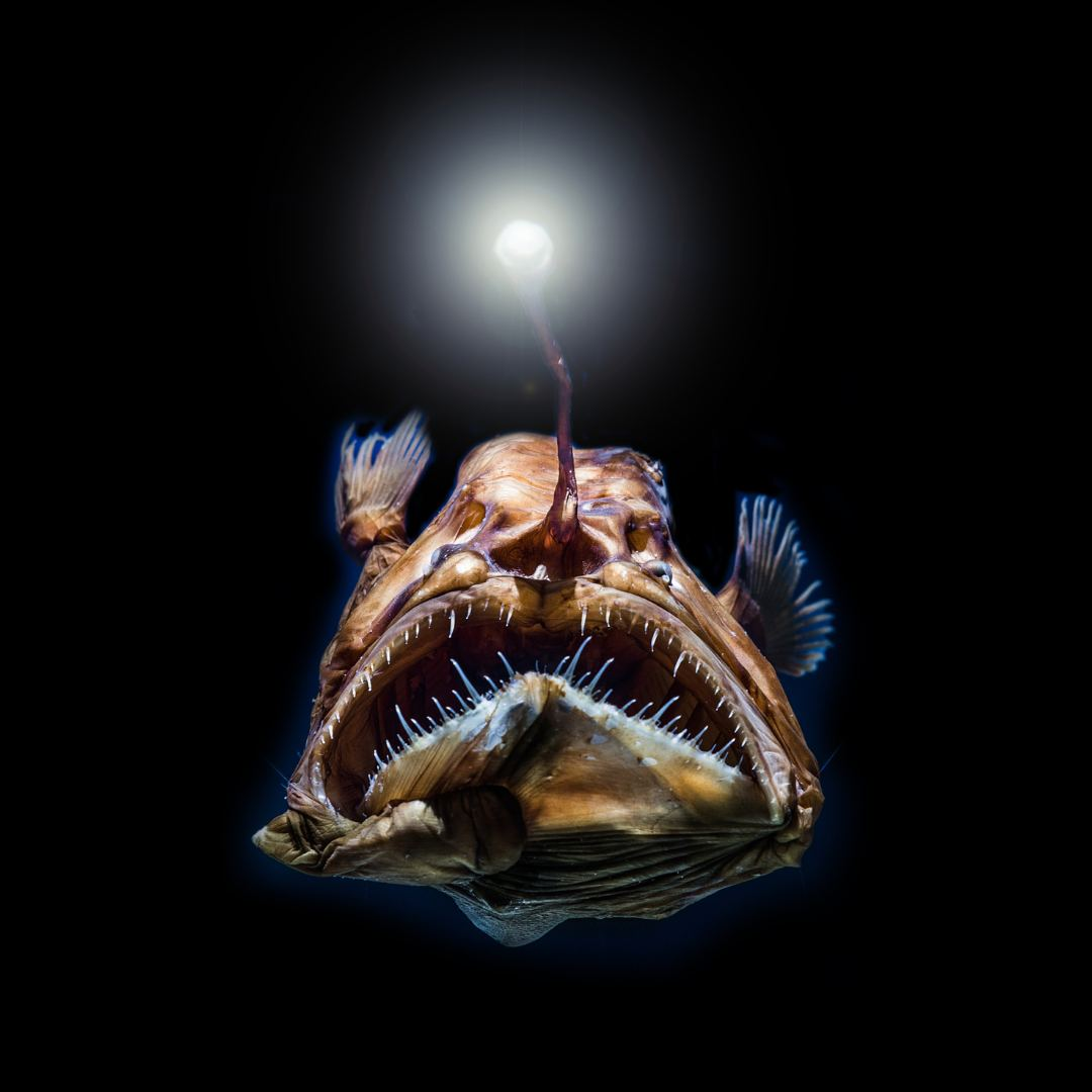 Chúng thường có màu xám đen hoặc nâu sẫm, đầu to, miệng khổng lồ hình lưỡi liềm chứa đầy răng nhọn, và dạ dày có thể mở rộng để nuốt chửng con mồi có kích thước gấp đôi chúng.