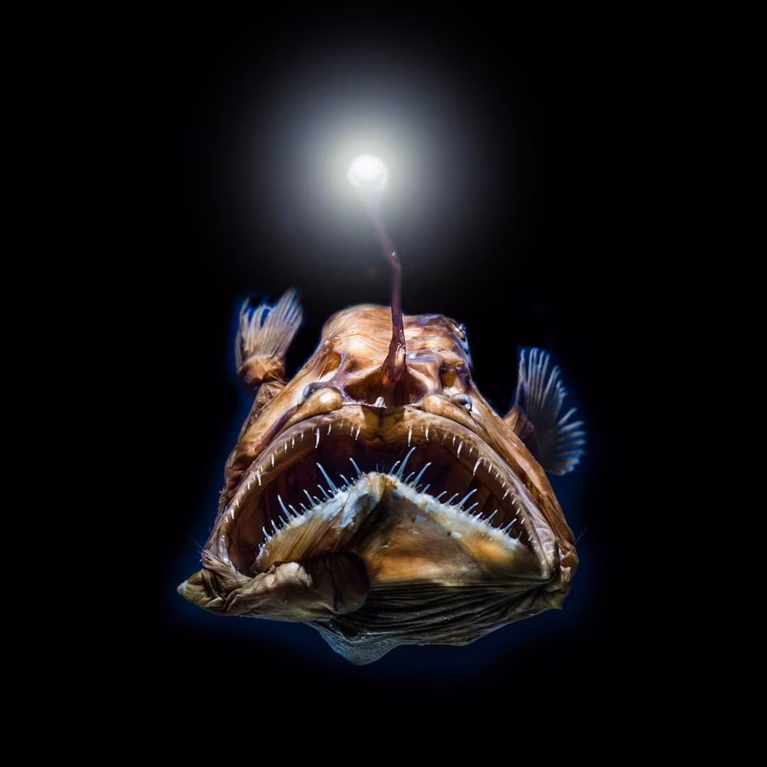 Chúng thường có màu xám đen hoặc nâu sẫm, đầu to, miệng khổng lồ hình lưỡi liềm chứa đầy răng nhọn, và dạ dày có thể mở rộng để nuốt chửng con mồi có kích thước gấp đôi chúng.