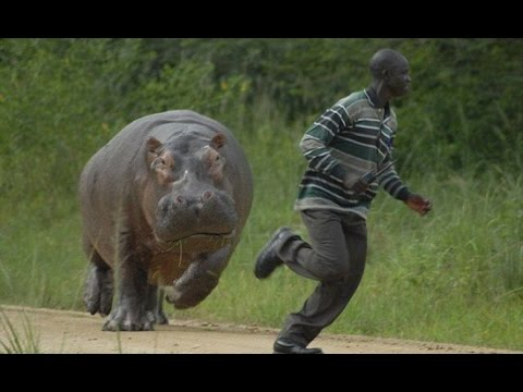 Thậm chí, những loài vật nuôi như lợn, ngựa, gia súc, chó, mèo cũng có thể trở thành kẻ thù của con người nếu chúng cùng nhau phản kháng.