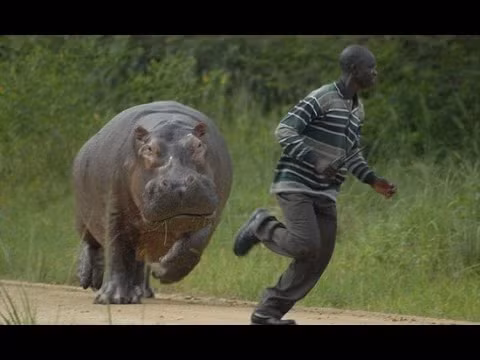 Thậm chí, những loài vật nuôi như lợn, ngựa, gia súc, chó, mèo cũng có thể trở thành kẻ thù của con người nếu chúng cùng nhau phản kháng.