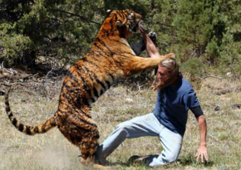 Các loài thú ăn thịt to lớn như sư tử, hổ, voi, sói, gấu... có thể bị con người tiêu diệt dễ dàng.