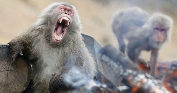 Những loài động vật có khả năng gây tổn thương lớn nhất cho con người có thể là những loài côn trùng nhỏ bé.