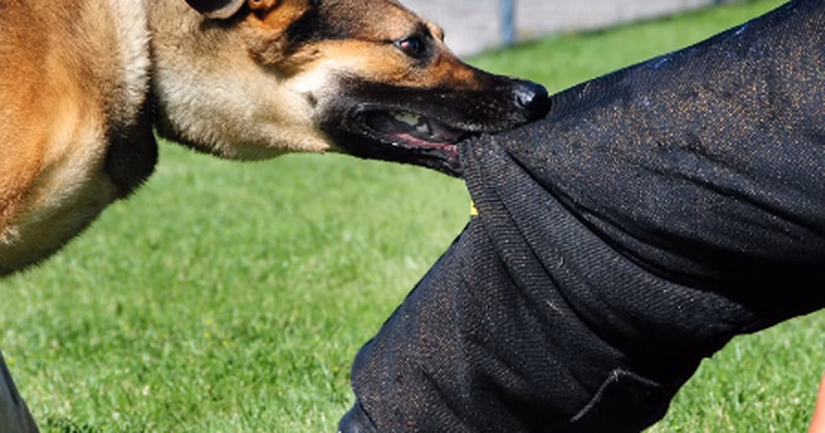 Sự tấn công đồng loạt của các loài côn trùng và vi khuẩn có thể tiêu diệt con người chỉ trong một ngày.