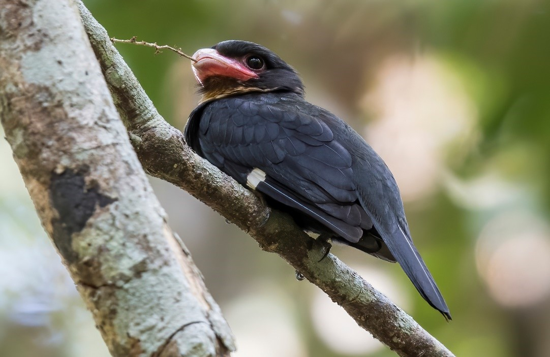 Thực tế, việc có răng có thể làm cho chim trở nên nặng hơn và gây cản trở khi bay.