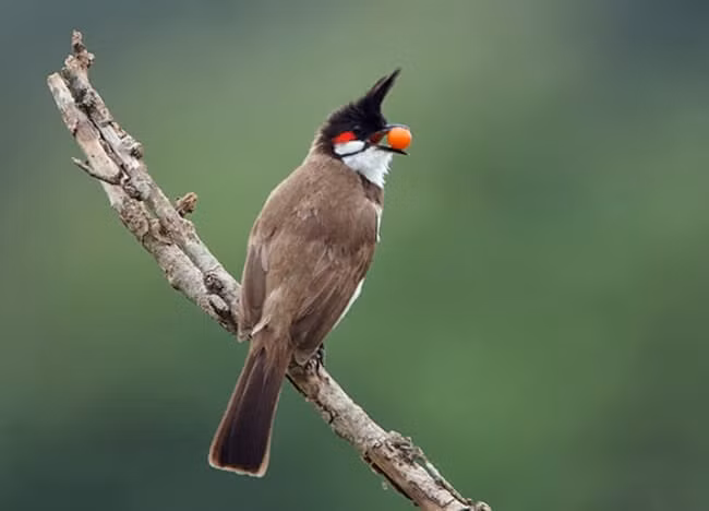 Việc nghiên cứu về gen, phát triển phôi thai và hóa thạch của chim có thể giúp chúng ta hiểu rõ hơn về bí ẩn này và về sự đa dạng và khả năng thích ứng của thiên nhiên.