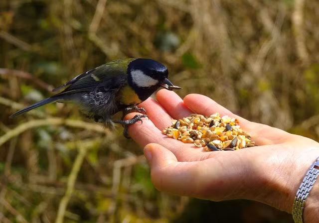 Chúng có thể nuốt chửng thức ăn mà không cần nghiền nát, và hệ tiêu hóa của chúng đã phát triển các cơ chế để xử lý thức ăn một cách hiệu quả.