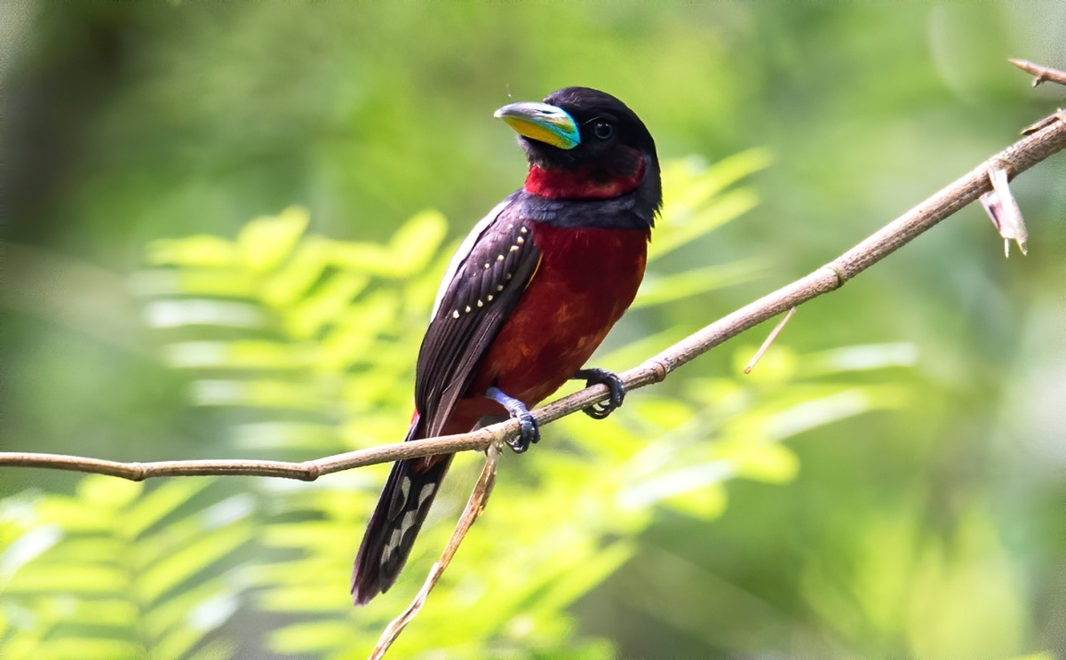 Răng đóng vai trò quan trọng trong việc nhai và nghiền thức ăn. Tuy nhiên, đối với chim, chúng không cần răng để làm điều này. Thay vào đó, mỏ của chúng được tạo ra để bắt, xé, tách và đâm thủng thức ăn. Cấu trúc của mỗi loại mỏ được thiết kế để phục vụ nhu cầu ăn uống đặc biệt của chúng.