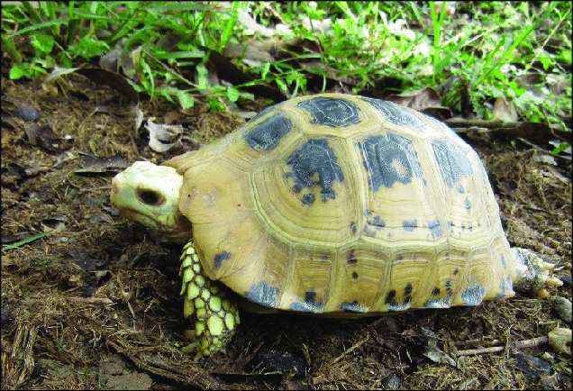 Chân hình trụ, ngón chân không có màng da. Mai màu vàng, giữa mỗi tấm vảy có đốm đen.