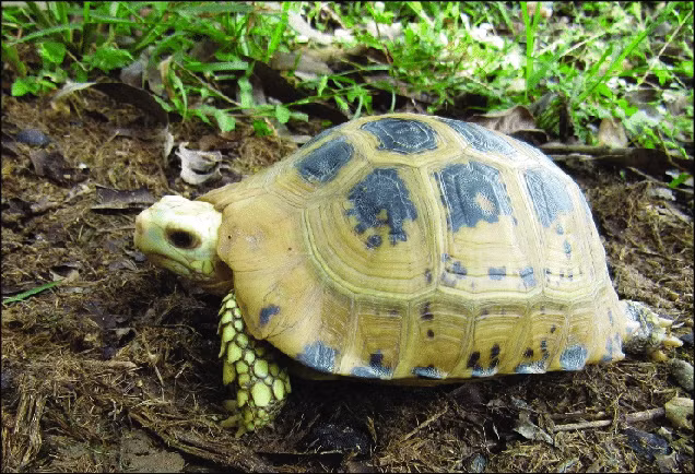 Chân hình trụ, ngón chân không có màng da. Mai màu vàng, giữa mỗi tấm vảy có đốm đen.