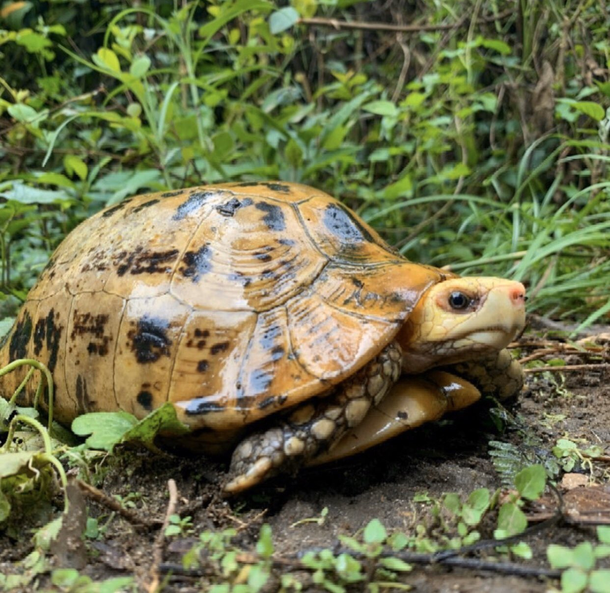 Thức ăn chủ yếu của rùa núi vàng là thực vật: hoa quả, rau xanh, có thể ăn cả nấm, giun đất và ốc sên.