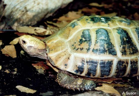 Theo đánh giá mới của Sách đỏ IUCN, Rùa núi vàng (Indotestudo elongata) hiện đang được đánh giá ở mức cực kỳ nguy cấp (CR) bởi các tổ chức bảo tồn động vật hoang dã thế giới, với nguy cơ bị tuyệt chủng ngoài tự nhiên rất cao.