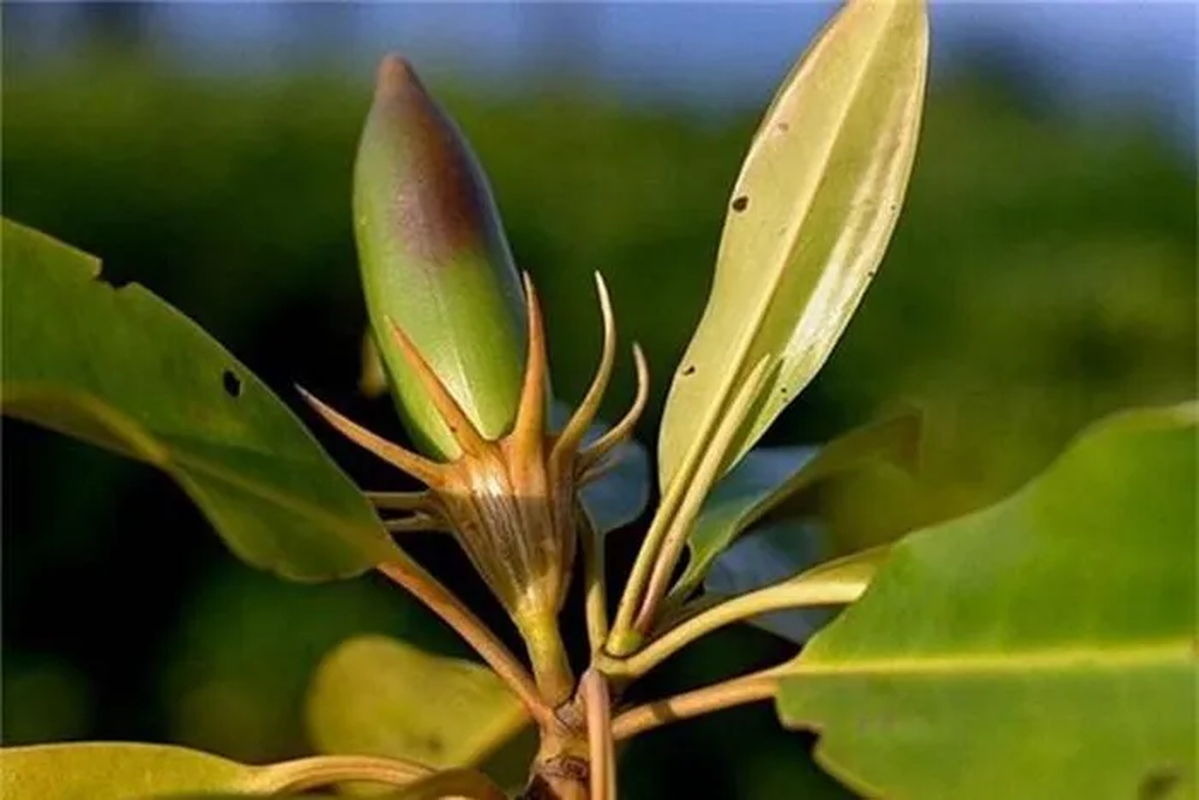 Khác với các loài thực vật khác, hạt giống của cây vẹt đen nảy mầm thành cây con ngay trên thân cây mẹ.