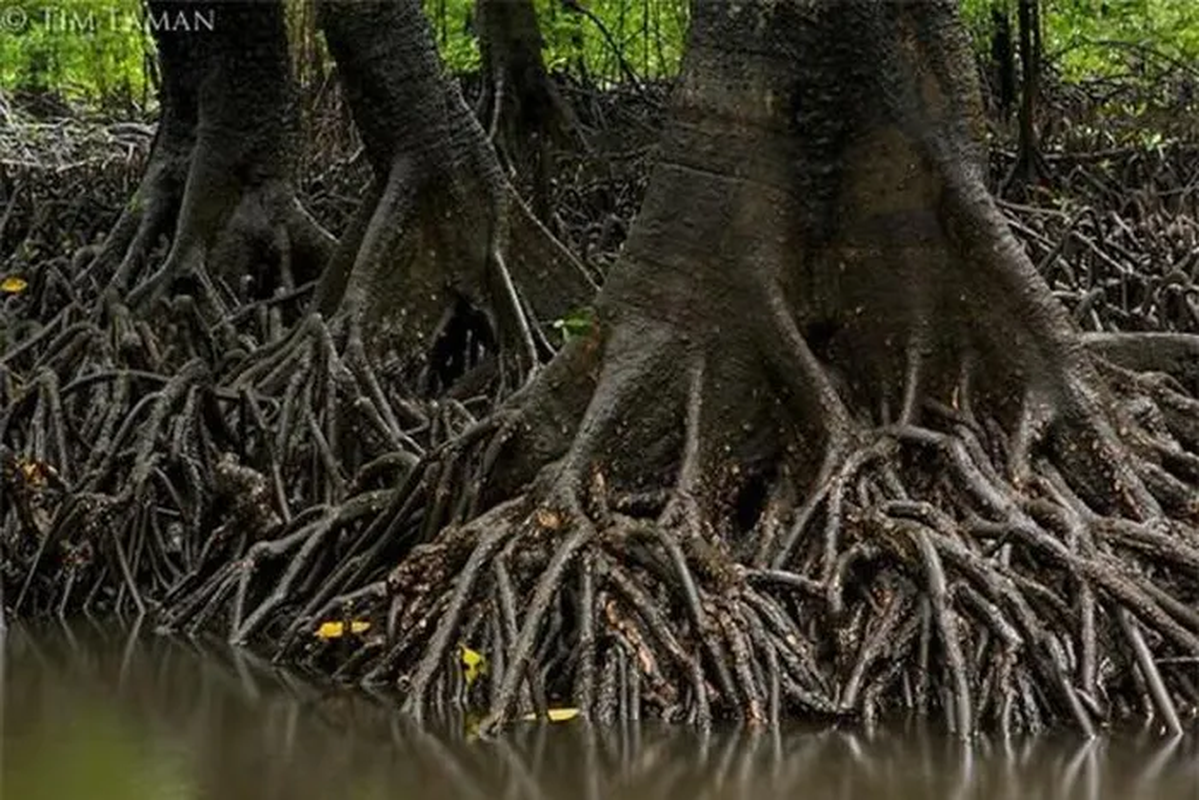 Cây vẹt đen với khả năng sinh và nuôi con độc đáo, không chỉ là một hiện tượng hiếm gặp ở thực vật mà còn là một biểu tượng cho sự thích nghi và sinh tồn trong môi trường ngập mặn.