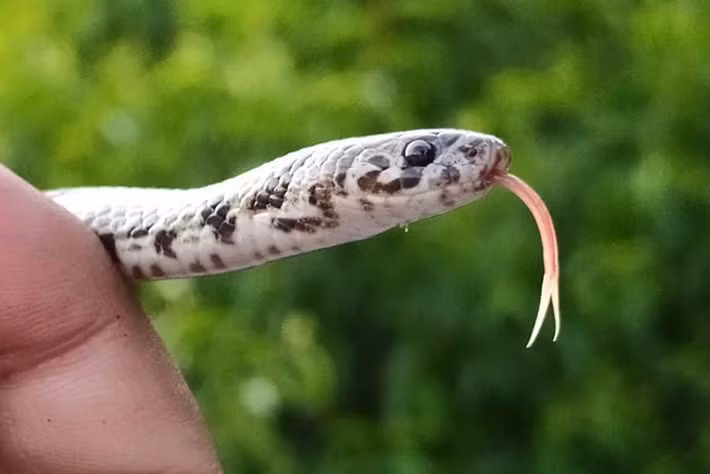 Tuy nhiên, màu sắc và hình dáng khác biệt của chúng cho thấy khả năng chúng là một phân loài hoàn toàn mới.