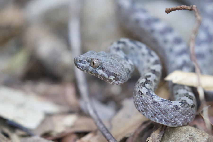 Tiến sĩ Sara Ruane từ Viện Bảo tàng Lịch sử Tự nhiên cho biết loài rắn này không giống bất kỳ loài rắn mắt mèo nào khác tại Madagascar và cần thêm nghiên cứu để hiểu rõ hơn về chúng.