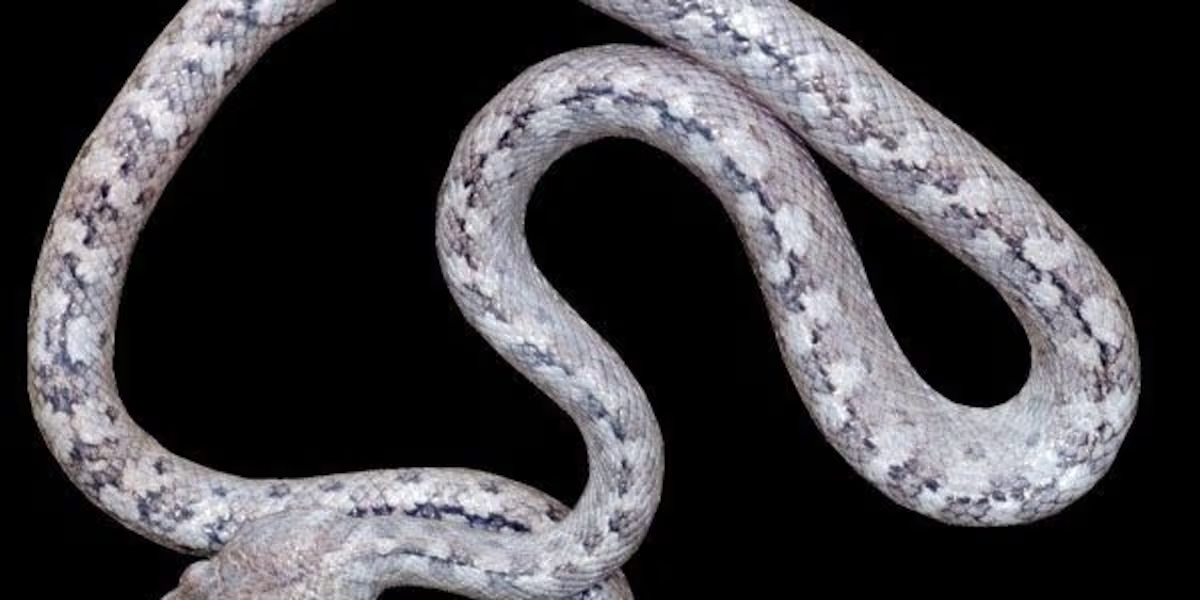 Loài rắn này được đặt tên là Madagascarophis lolo, có nghĩa là "ma" trong tiếng Malagasy, nhưng cũng được gọi là Madagascarophis fuschi.