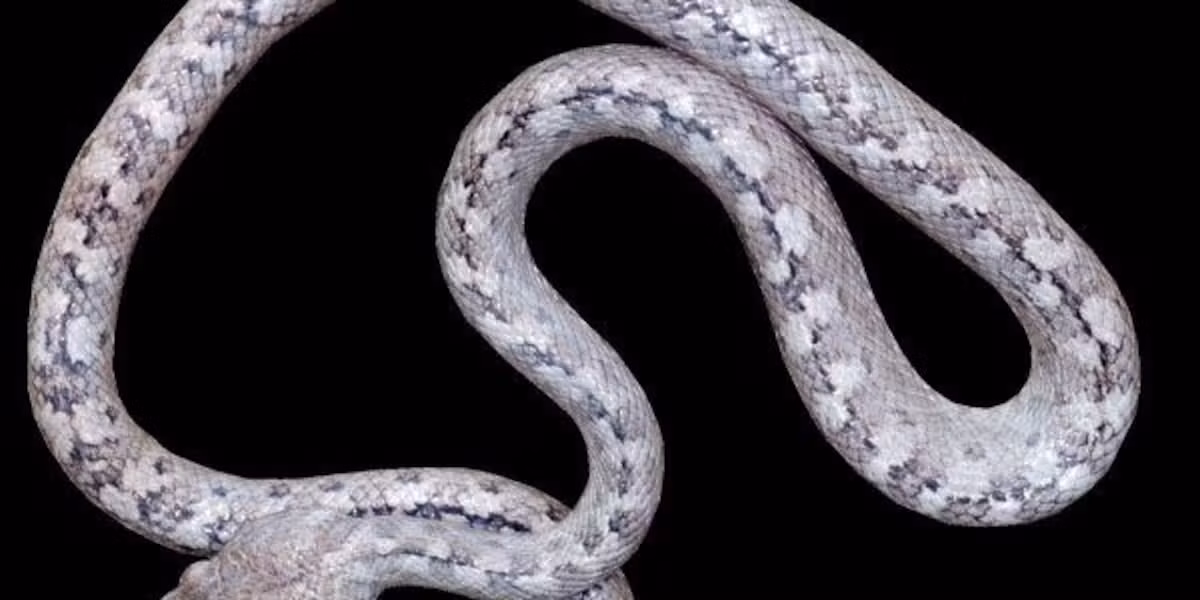 Loài rắn này được đặt tên là Madagascarophis lolo, có nghĩa là "ma" trong tiếng Malagasy, nhưng cũng được gọi là Madagascarophis fuschi.