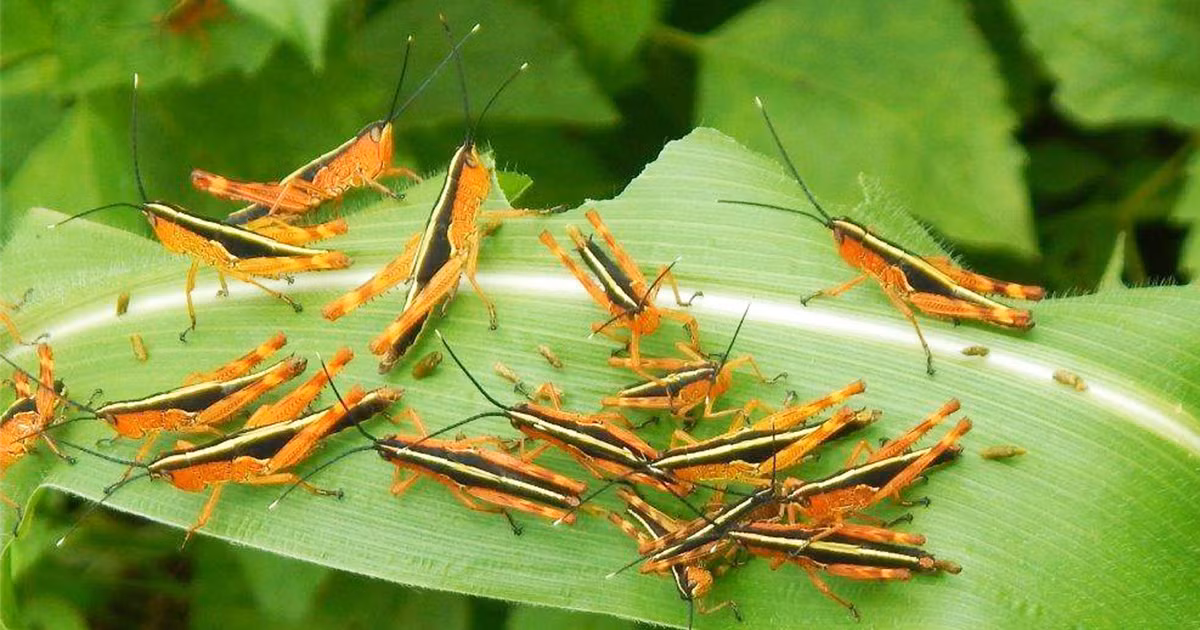 Châu chấu này xuất hiện và gây hại từ tháng 5 đến tháng 9 hàng năm.