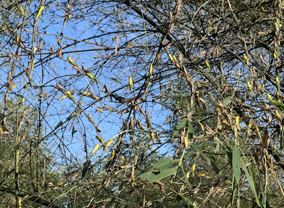 Châu chấu tre lưng vàng có xu hướng tập trung thành đàn, kích thước một đàn châu chấu di chuyển thường có khoảng 10.000 con.