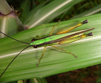 Châu chấu tre lưng vàng (Ceracris kiangsu Tsai) là loài gây hại nghiêm trọng trong nông, lâm nghiệp tại Việt Nam, đặc biệt ở các tỉnh miền núi phía Bắc và Bắc miền Trung.