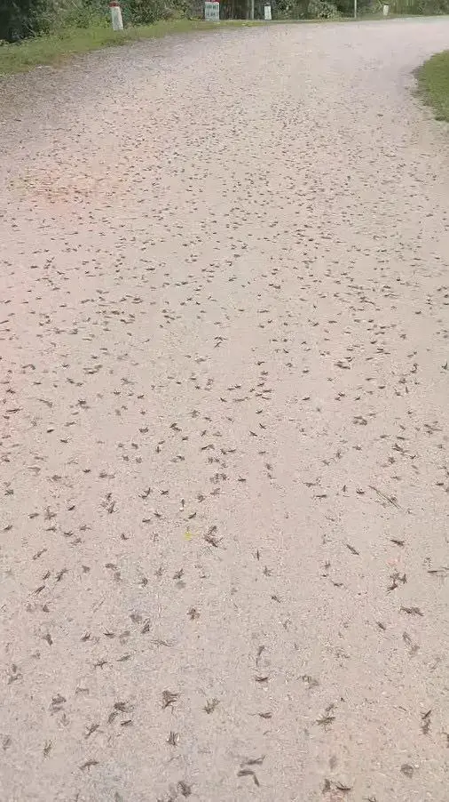 Xã Thiện Hòa và lực lượng chức năng đã kiểm tra, khoanh vùng và đưa ra các giải pháp để hạn chế tác hại của đàn châu chấu tre lưng vàng này.