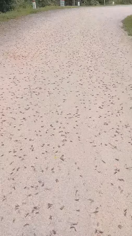 Xã Thiện Hòa và lực lượng chức năng đã kiểm tra, khoanh vùng và đưa ra các giải pháp để hạn chế tác hại của đàn châu chấu tre lưng vàng này.