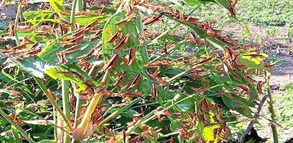 Các địa phương gặp nhiều khó khăn trong việc phòng trừ do châu chấu đẻ trứng ở những vùng rừng hiểm trở và di chuyển mạnh từ tuổi 3 trở đi.