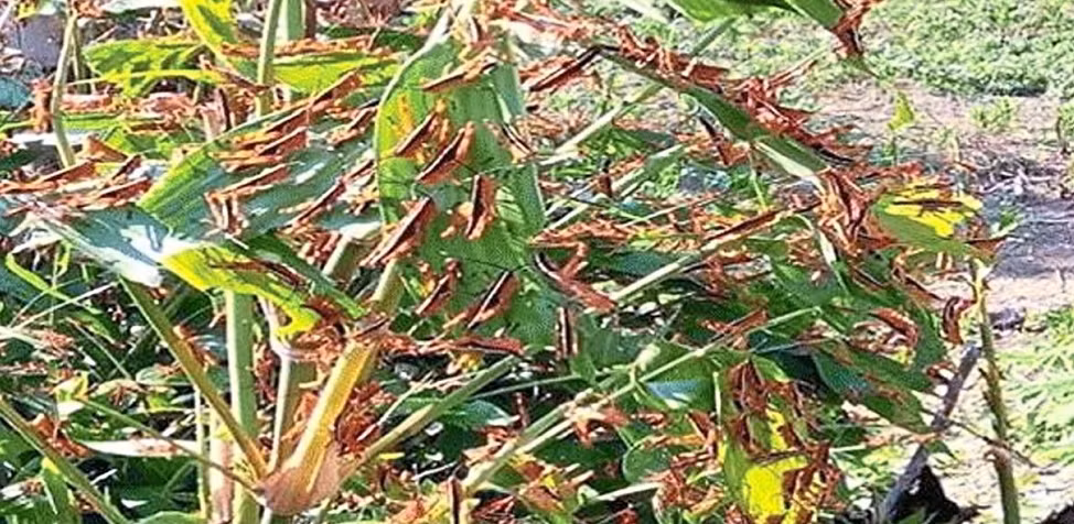 Các địa phương gặp nhiều khó khăn trong việc phòng trừ do châu chấu đẻ trứng ở những vùng rừng hiểm trở và di chuyển mạnh từ tuổi 3 trở đi.