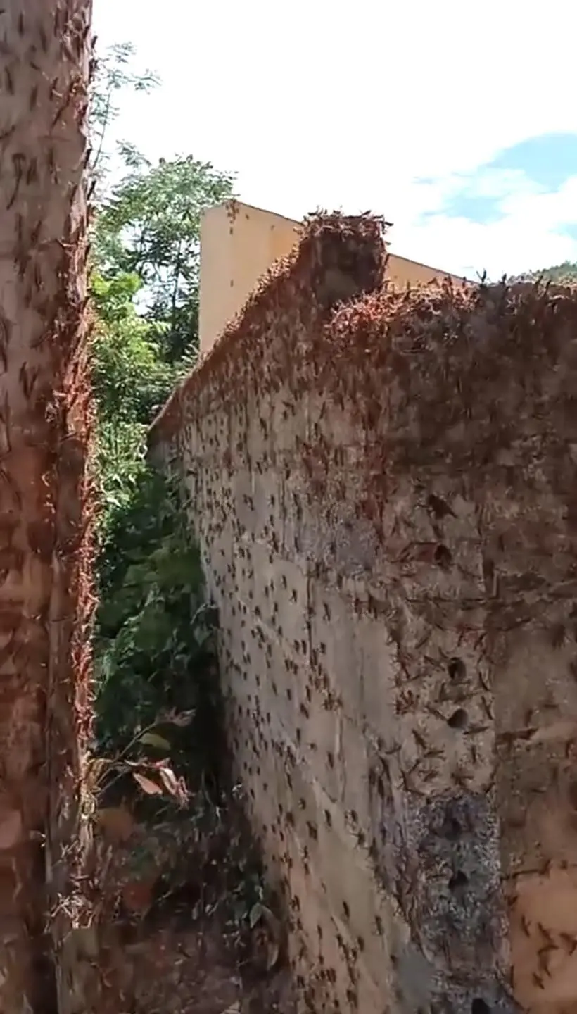 Hàng vạn con châu chấu bất ngờ tấn công hoa màu ở xã Thiện Hòa, huyện Bình Gia, tỉnh Lạng Sơn. Chúng được xác định xuất phát từ rừng và di chuyển xuống khu vực dân cư, gây ảnh hưởng 1-2ha ruộng ngô của người dân.