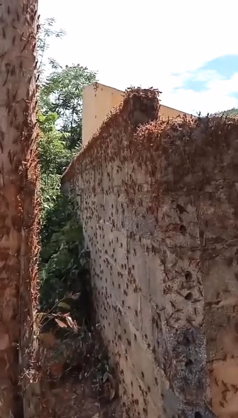 Hàng vạn con châu chấu bất ngờ tấn công hoa màu ở xã Thiện Hòa, huyện Bình Gia, tỉnh Lạng Sơn. Chúng được xác định xuất phát từ rừng và di chuyển xuống khu vực dân cư, gây ảnh hưởng 1-2ha ruộng ngô của người dân.